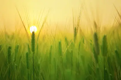 Mystical Field